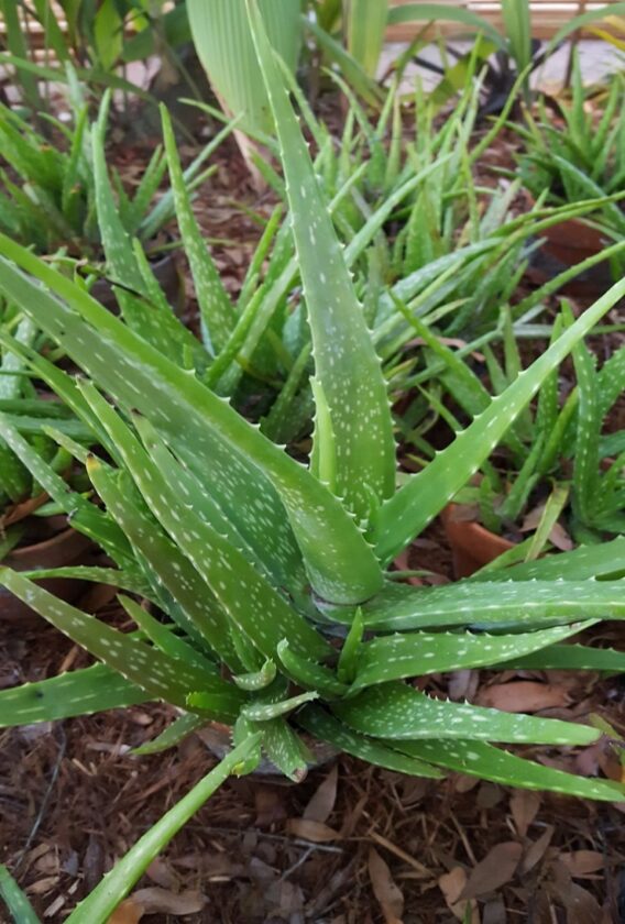 In the Garden: Aloe vera is soothing plant